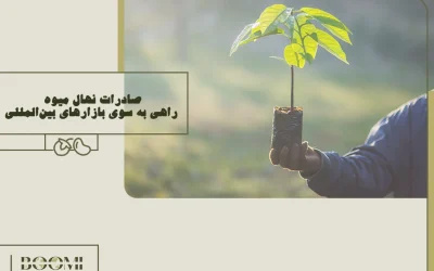 صادرات نهال میوه؛ راهی به سوی بازارهای بین‌المللی